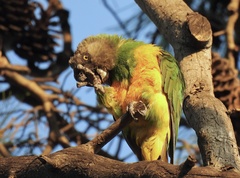Poicephalus senegalus