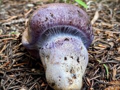 Cortinarius subolivascens