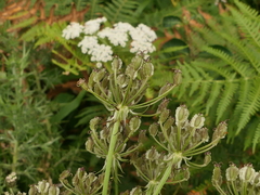 Silphiodaucus prutenicus