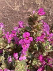 Diplacus cusickioides