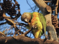 Poicephalus senegalus