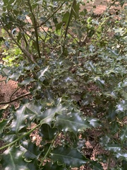 Ilex aquifolium