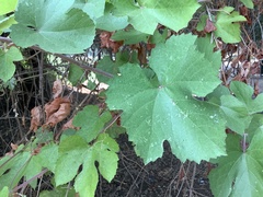Vitis californica