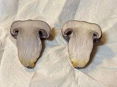 Cortinarius subolivascens