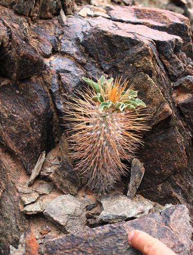 Pachypodium namaquanum