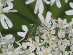 Calocoris