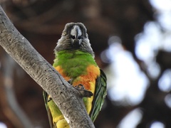 Poicephalus senegalus