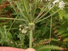 Silphiodaucus prutenicus