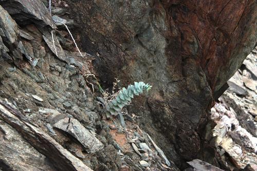 Crassula sladenii