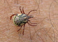 Amblyomma hebraeum