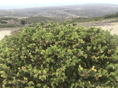 Arctostaphylos confertiflora