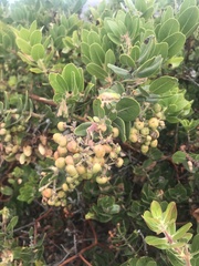 Arctostaphylos confertiflora