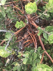 Arctostaphylos confertiflora