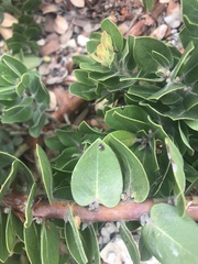 Arctostaphylos confertiflora