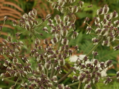 Silphiodaucus prutenicus