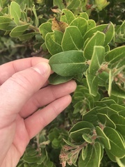 Arctostaphylos confertiflora