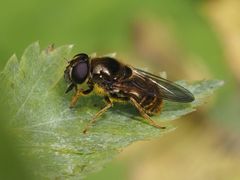 Cheilosia canicularis