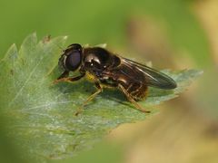 Cheilosia canicularis