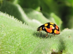 Cheilomenes sulphurea