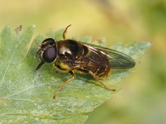 Cheilosia canicularis