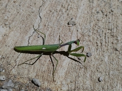 Sphodromantis