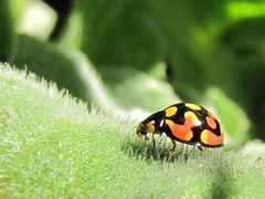 Cheilomenes sulphurea