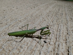 Sphodromantis