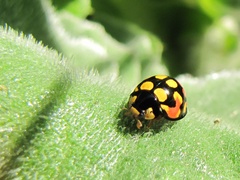 Cheilomenes sulphurea