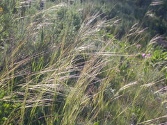 Hesperostipa comata intermedia