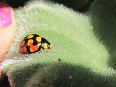 Cheilomenes sulphurea