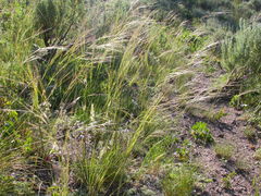 Hesperostipa comata intermedia