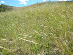 Hesperostipa comata intermedia