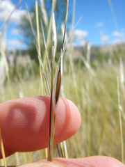 Hesperostipa comata intermedia