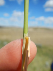Hesperostipa comata intermedia