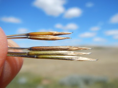 Hesperostipa comata intermedia