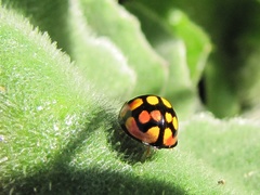 Cheilomenes sulphurea