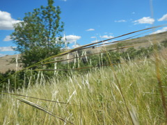 Hesperostipa comata intermedia