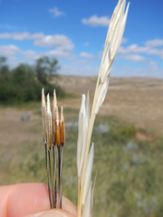 Hesperostipa comata intermedia