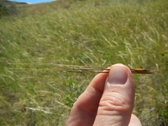 Hesperostipa comata intermedia