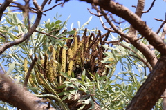 Cussonia paniculata sinuata