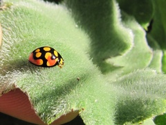 Cheilomenes sulphurea