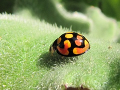 Cheilomenes sulphurea