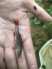 Lythrurus fasciolaris