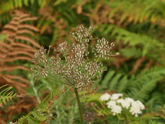 Silphiodaucus prutenicus