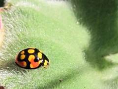 Cheilomenes sulphurea