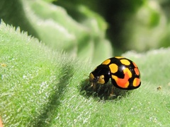 Cheilomenes sulphurea
