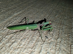 Sphodromantis