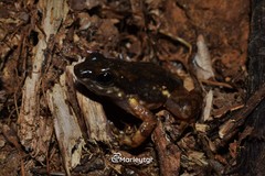 Colostethus inguinalis