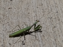 Sphodromantis