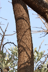 Cussonia paniculata sinuata